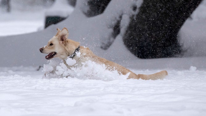 02 December 2023, Bavaria, Munich: A dog romps in the deep snow in a park. Photo: Peter Kneffel/dpa (Photo by Peter Kneffel/picture alliance via Getty Images)