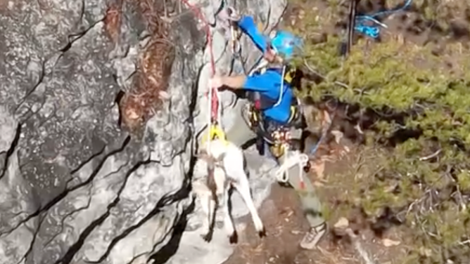 A white goat being rescued.