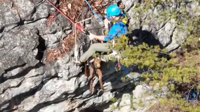 A brown goat being rescued.