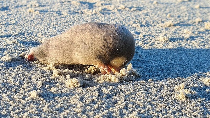 De Winton's Golden Mole, a blind mole that lives beneath the sand and has sensitive hearing that can detect vibrations from movement above the surface.