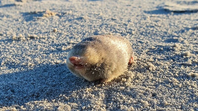 De Winton's Golden Mole, a blind mole that lives beneath the sand and has sensitive hearing that can detect vibrations from movement above the surface.