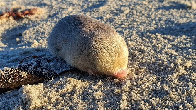 De Winton's Golden Mole, a blind mole that lives beneath the sand and has sensitive hearing that can detect vibrations from movement above the surface.