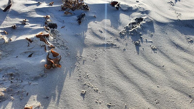 Traces in the sand from burrowing golden moles.