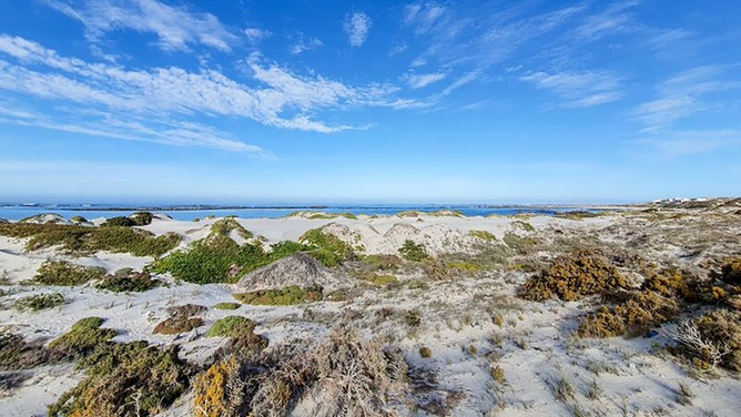 A beach in South Africa where De Winton's Golden Moles are living.