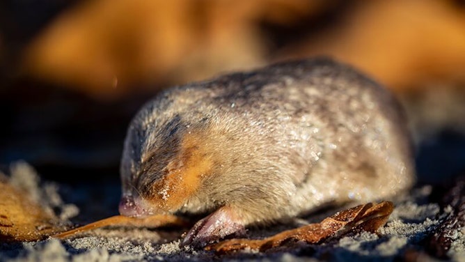 De Winton's Golden Mole, a blind mole that lives beneath the sand and has sensitive hearing that can detect vibrations from movement above the surface.