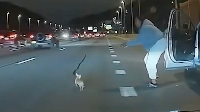 The driver of a silver SUV hops out of her vehicle to try to catch the chihuahua.