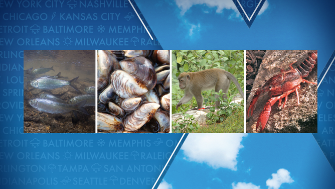 Alewife, zebra mussel, crab-eating macaque and red swamp crayfish