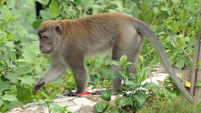 Photo of a crab-eating macaque