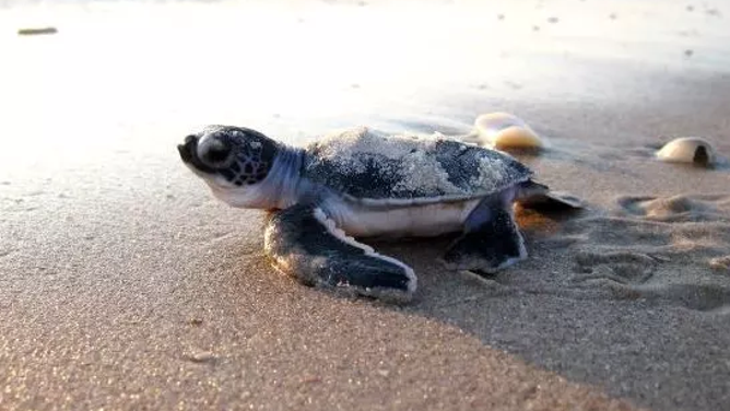 FILE: A green sea turtle hatchling.