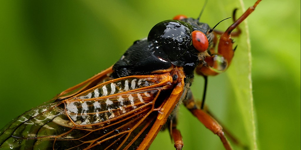2024 is the year of the double cicada emergence Fox Weather