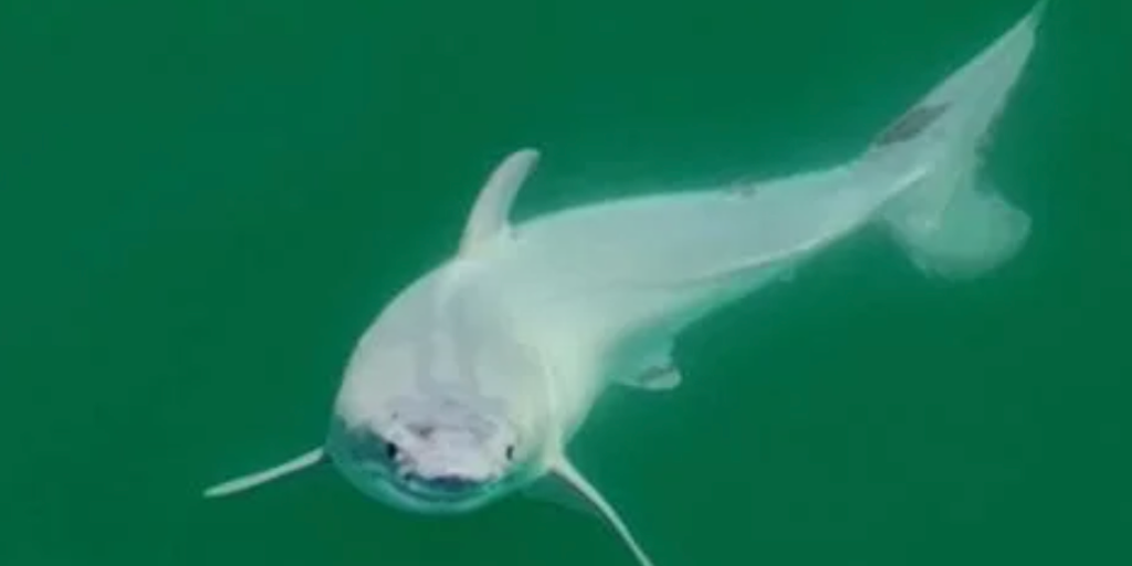 A drone video shows the first-ever display of a newborn great white shark