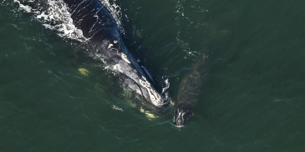 Endangered right whale calves spotted off the Florida coast | Fox Weather