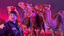 Zebras, camels rescued after circus trailer catches fire on Indiana highway