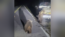 Alaskan bears found more than 3,600 miles away from home in Florida