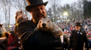 Punxsutawney Phil welcomes 2 baby groundhogs to family