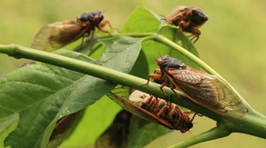 Emerging cicadas' cacophony triggers calls to police in South Carolina from confused residents