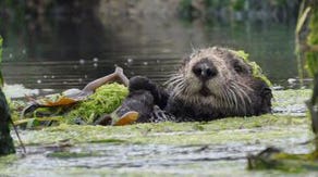 Hungry sea otters in California help prevent wetland erosion, study finds