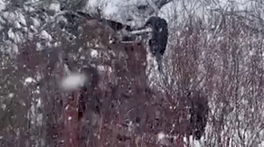 Video shows aftermath of vehicle veering off road, flipping over in snowy California