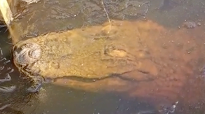 Watch: Alligator survives in frozen pond by breathing through ice