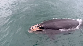 First calf of North Atlantic right whale season found dead along Georgia coast