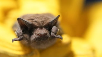 More than 2,000 beloved bridge bats rescued from freezing temperatures