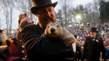Punxsutawney Phil welcomes 2 baby groundhogs to family