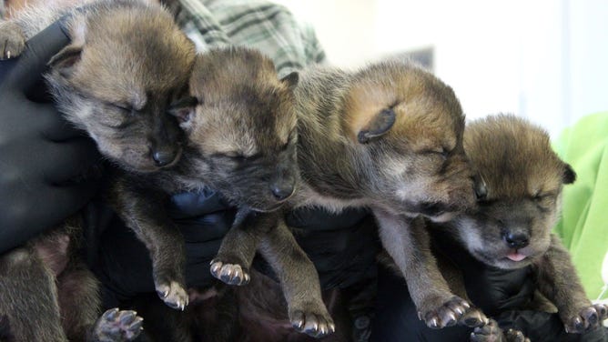 FILE: Mexican wolf pups.