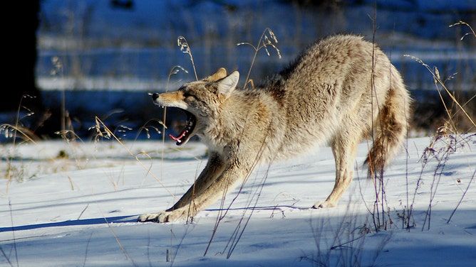 Stretching in the snow.