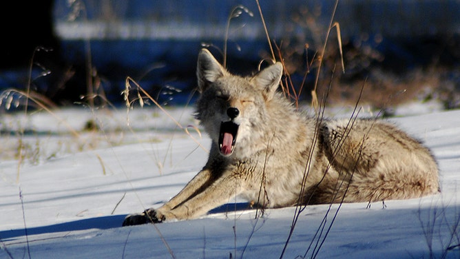 Yawning in the snow.