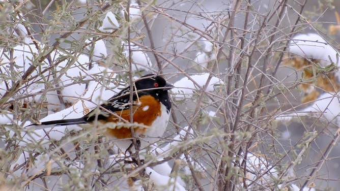 A bird hides in the snow-covered brush.