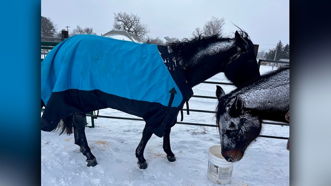 During a recent Nebraska blizzard, a rancher went to great lengths to ensure the safety and well-being of her horses.