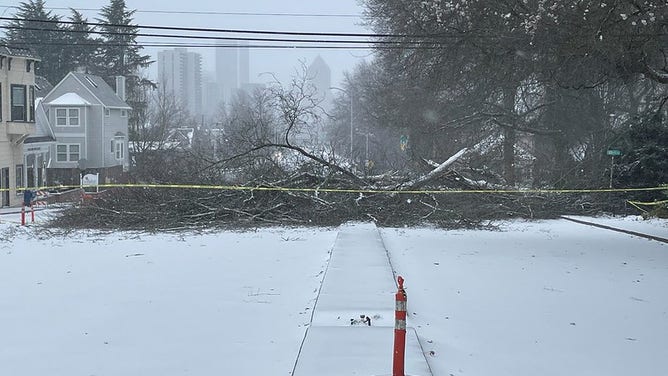 Downed trees on Barbur Boulevard in Naito, Oregon.
