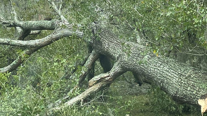 Damage from first tornado of 2024 near Lake Jackson, Texas.