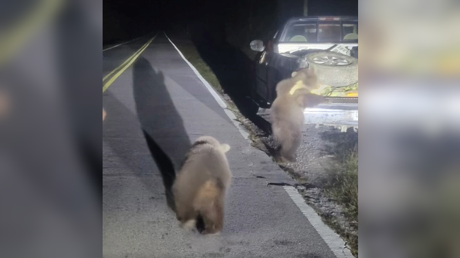 Florida bears