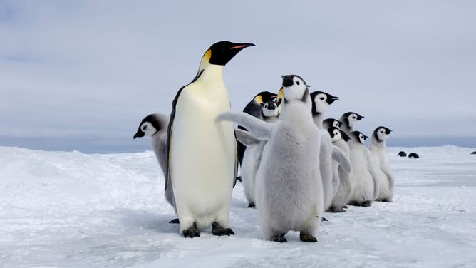 Emperor Penguin adults and chicks at colony Snow Hill Island, Antarctica.