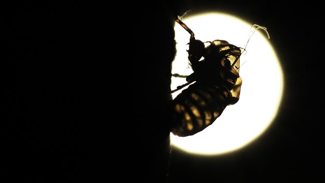 The empty shell of a periodical cicada nymph clings to a tree after the adult insect molted on May 10, 2021 in Takoma Park, Maryland.