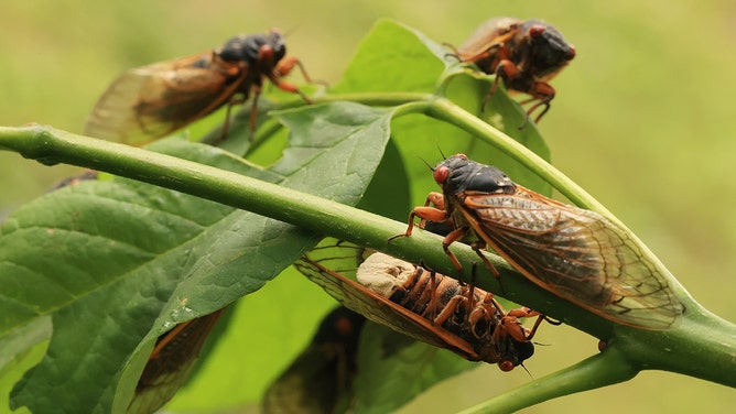 Showing a plug of yellow spores where its abdomen used to be, a Magicicada periodical cicada infected with a fungal parasite mimics female mating behavior in an attempt to get close a non-infected cicadas at Fairland Recreational Park June 01, 2021 in Burtonsville, Maryland.