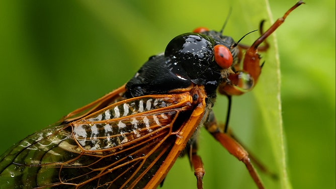 A drop of water lands on the back of a periodical cicada, a member of Brood X, on June 03, 2021 in Columbia, Maryland.