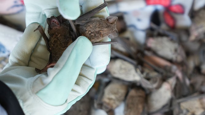 HOUSTON, TEXAS - JANUARY 17: Houston Humane Society Wildlife Center employee Kelsey Malan, places frozen bats found under the Waugh Street Bridge in a container on Wednesday, Jan. 17, 2024 in Houston. The Mexican free-tailed bats will be taken back to the facility, warmed, fed and evaluated before being returned back to their colony. (Elizabeth Conley/Houston Chronicle via Getty Images)