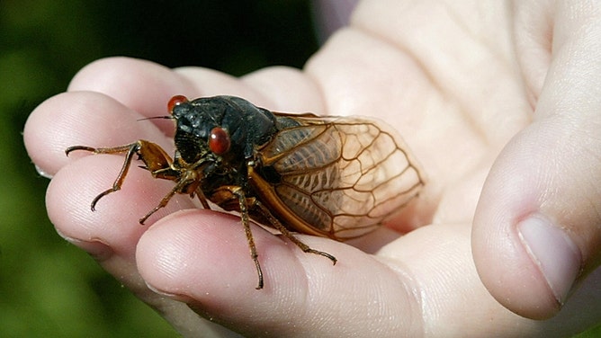 A child holds up a cicada in Alexandria, Virginia 14 May 2004.