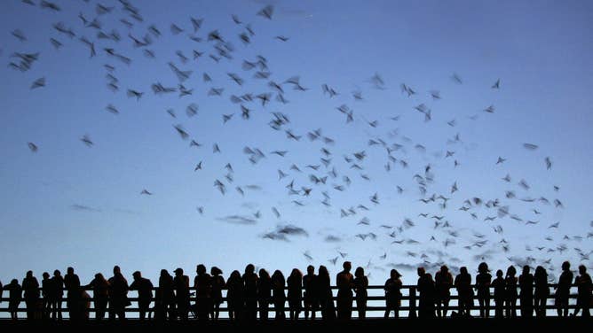 AUSTIN, UNITED STATES: Tourists and local residents gather on the Congress Avenue Bridge 10 June, 2005 in Austin, Texas to watch aa colony of approximately 1.5 million Mexican free-tailed bats swoop into the skies in search of their evening meal from their home at the largest urban bat colony in North America. The bats under the Congress Avenue Bridge consume some 10,000 to 30,000 pounds (4,536-13,608 kilos) of bugs every night and bring in about eight million USD in tourist revenue every year from the nearly 100,000 people who visit the bat colony each summer. AFP PHOTO/JEFF HAYNES (Photo credit should read JEFF HAYNES/AFP via Getty Images)