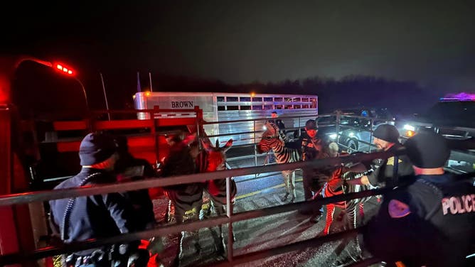 Indiana State Police and the Grant County Sheriff's Office helped rescued a group of Zebras, camels and a miniature horse from the Shrine Circus.