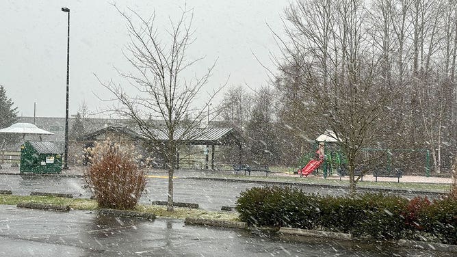 Snow flies at a park in Everett, Washington, on Jan. 11, 2024.