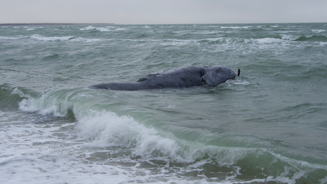 Deceased female North Atlantic right whale. Credit: Woods Hole Oceanographic Institute/Michael Moore. Taken under NOAA Permit # 24359.