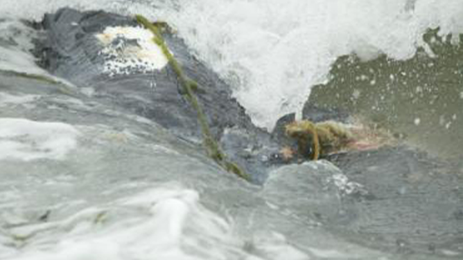 Close up of ventral surface of whale and tail stock, in surf, showing rope going across and under whale and snarl of rope emerging from injury at tail stock. Credit: Woods Hole Oceanorgraphic Institution/Michael Moore NOAA Permit # 24359