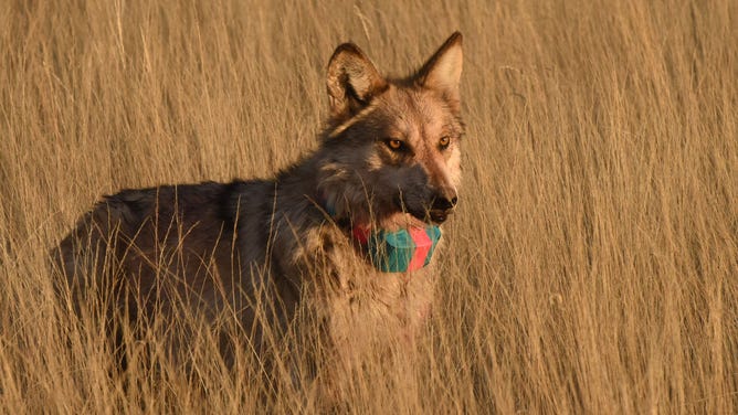 FILE: Mexican wolf in the grass.