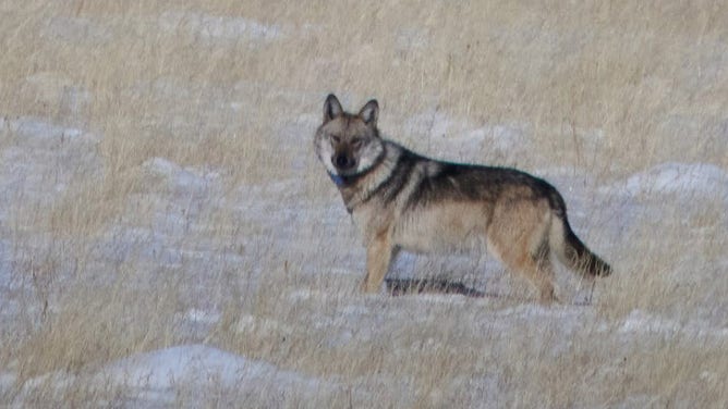 Mexican wolf "Asha" traveling around Valle Grande on December 3, 2023 Courtesy of Bryan Ramsay