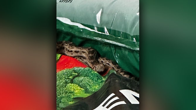 A live snake was found in a shipping container on Molokai, Hawaii, on Monday morning while it was being unloaded at a hardware store in Kaunankakai.