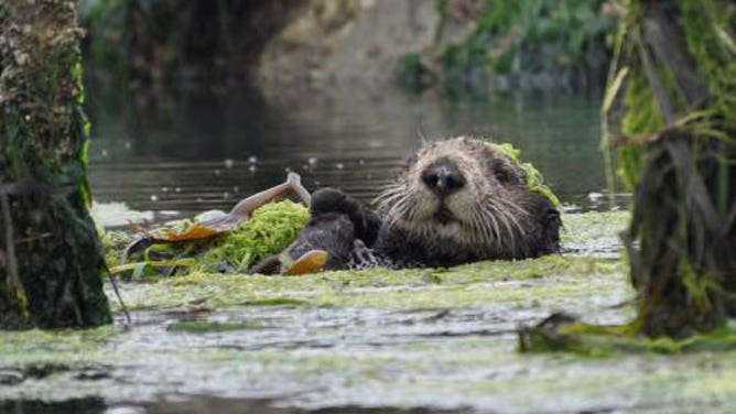 A sea otter at Elkhorn Slough National Estuarine Research Reserve, near Moss Landing, California.