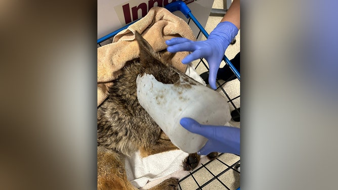 A coyote is recovering at San Diego Humane Society’s Ramona Wildlife Center after being rescued from a flooded field full of debris with a bucket stuck on his head.